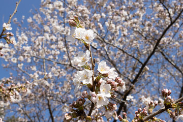 cherry blossom