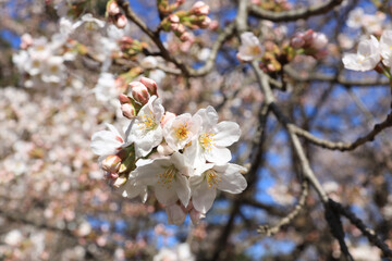cherry blossom