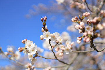 cherry blossom