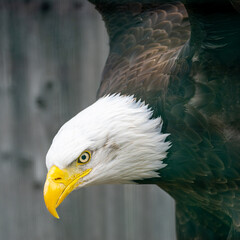 eagle