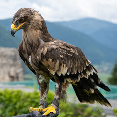 eagle