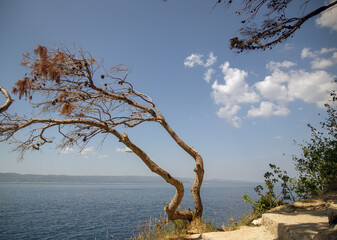 Krajobraz morski samotne wygięte drzewo na tle nieba