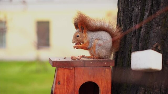 squirrel sitting on bird feeder eating a hazel-nut