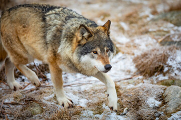 Close-up of wolf running in the forest in early winter