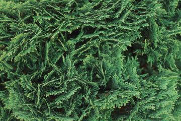 Green background with branches of thuja, top view