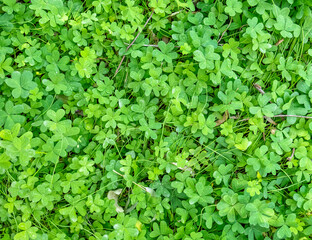clover leaves top view closeup, natural vivid green background