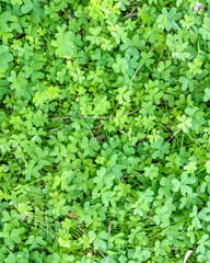 clover leaves top view closeup, natural vivid green background
