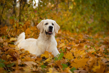 golden retriever dog walking outdoor in autumn park