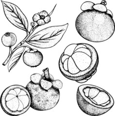 Set of hand drawn mangosteen tropical fruit. Fresh organic food. Vector illustration with sketch.