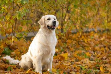 golden retriever dog walking outdoor in autumn park
