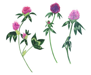 Elements of Red clover flower isolated on white background. Trifolium pretense plant. Watercolor hand drawn illustration.