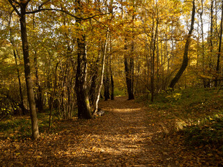Indian Summer in the forest. Yellow foliage on the trees. Yellow foliage on the trees. Autumn in the forest 