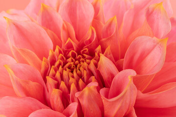 Pink, yellow and white fresh dahlia flower macro photo on pink background. Picture in color emphasizing the light different colours and yellow white highlights. Mother day background.