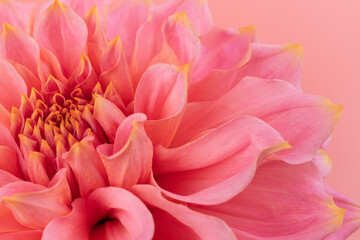 Pink, yellow and white fresh dahlia flower macro photo on pink background. Picture in color emphasizing the light different colours and yellow white highlights. Mother day background.