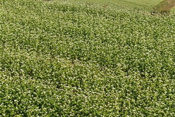 Buckwheat fields , Carpet of white buckwheat flowers , kagawa, shikoku, japan