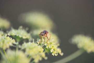 nice fly on flower in autumn.