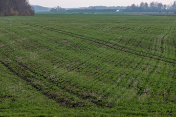 Green field of young sprouts of winter wheat on the edge of autumn forest. Trees in autumn colors on the horizon. Beautiful autumn landscape