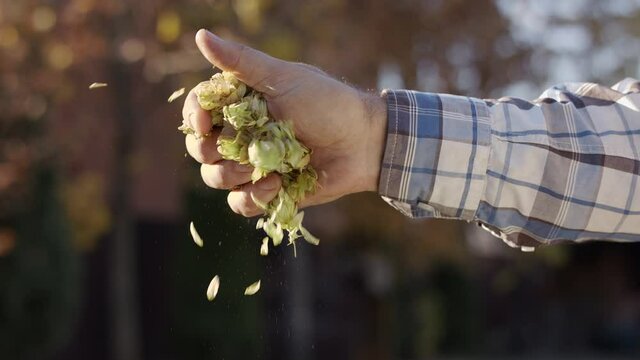 Ripe beer hop cones fall out of a farmer hand on a blur nature background. Great beer background for your advertising. 