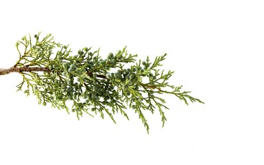 Juniperus thurifera branch, leaves and seeds, Spanish juniper, incense juniper, studio shot, white background