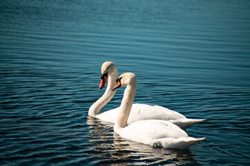 Obraz premium Swanlake