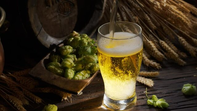 Stream of fresh beer is poured into a glass of craft unfiltered beer, with ripe beer hops, ears of barley and the spirit of a home brew in the background. 