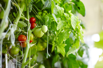 Tomato grows in a greenhouse. Growing fresh vegetables in a greenhouse