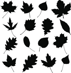 Vector leaves. Graphic illustration isolated on white background.