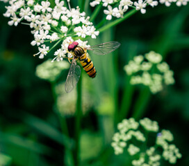 Hoverfly