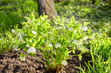 Helleborus in organic garden, known as Winter rose, Christmas rose and Lenten rose. Family name Ranunculaceae, Scientific name Hellebores