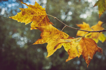 Yellow leaves in the fall in Collserola Park in Barcelona in Catalonia Spain