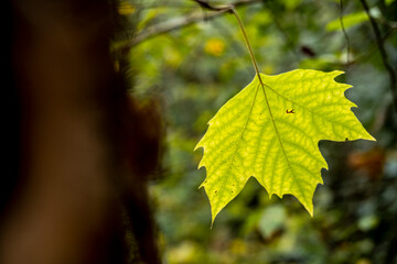 Yellow leaves in the fall in Collserola Park in Barcelona in Catalonia Spain