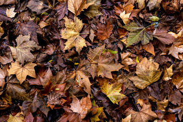 Yellow leaves in the fall in Collserola Park in Barcelona in Catalonia Spain