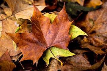 Yellow leaves in the fall in Collserola Park in Barcelona in Catalonia Spain