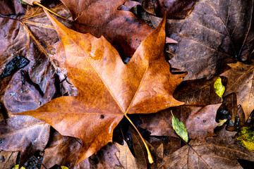 Yellow leaves in the fall in Collserola Park in Barcelona in Catalonia Spain