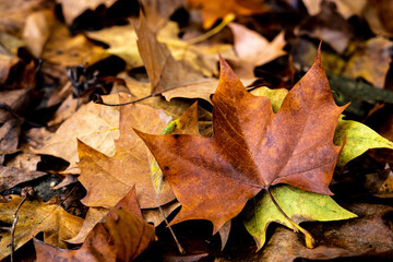Yellow leaves in the fall in Collserola Park in Barcelona in Catalonia Spain