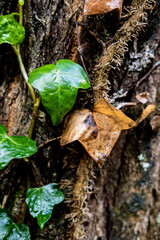 Yellow leaves in the fall in Collserola Park in Barcelona in Catalonia Spain