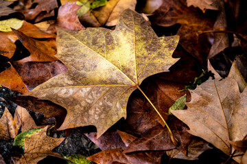 Yellow leaves in the fall in Collserola Park in Barcelona in Catalonia Spain