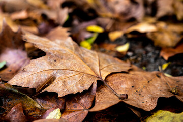Yellow leaves in the fall in Collserola Park in Barcelona in Catalonia Spain