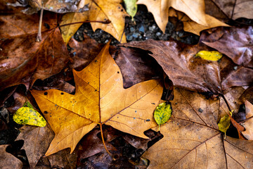 Yellow leaves in the fall in Collserola Park in Barcelona in Catalonia Spain