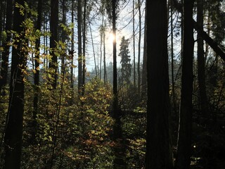 Fototapeta premium morning in the woods