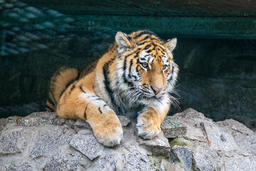 Tiger at the St. Petersburg Zoo
