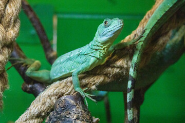 Lizard in the terrarium of the St. Petersburg Zoo,