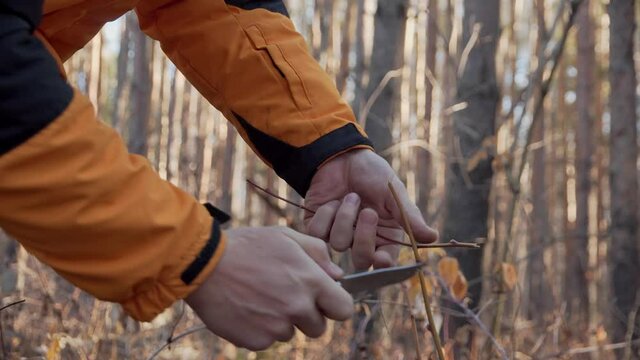 Male Hands with a Knife Slice Raspberry Stems for Making Tea. Survival in the Wild. Man with a Knife in the Woods