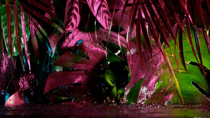 Green and pink monstera leaves with water drops, floral background.
