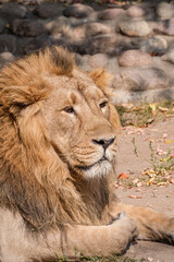 Male Asiatic Lion (Panthera leo persica)