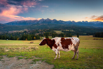 Fototapeta na wymiar A cow under the Tatra Mountains at sunset. The pass over Lapszanka in Poland.
