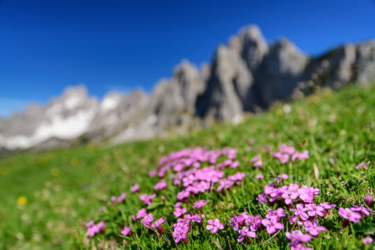 Sunlight on Catchweed flowers at Salzburg, Austria