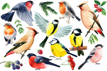 Waxwing, tit, blue tit, bullfinch, robin. Birds on an isolated white background, watercolor drawing. © Hanna