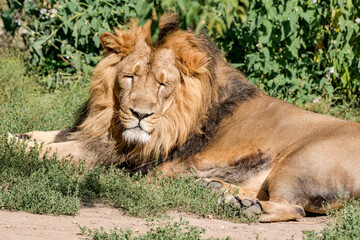 Male Asiatic Lion (Panthera leo persica)