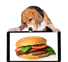 funny beagle dog looks at the image of a delicious burger